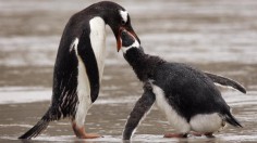 Magellanic penguins