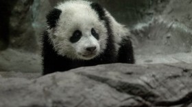 Panda Cub Bao Bao Makes Her Debut At Washington's National Zoo