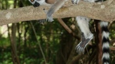 Madagascar's ring-tailed lemur