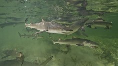 lemon shark 