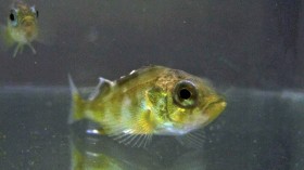 Juvenile rockfish