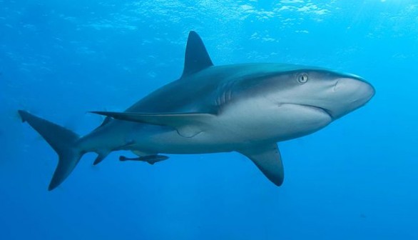 Caribbean reef shark