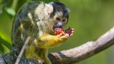 Spider monkey eating fruit 