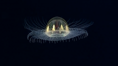 “Cosmic” Jellyfish on “Utu” Seamount, American Samoa