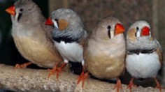 Zebra finch