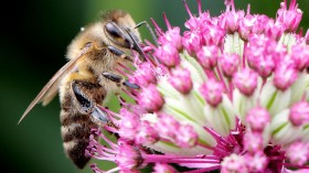 Did You Know: Bees Get 'Surprised' When They Bump Into Each Other - How Does This Work