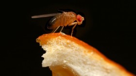 Fruit fly Drosophila melanogaster on an orange peel. 