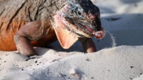 Rock Iguana