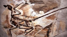 Exhibit Displays Newest Dinosaur Fossils