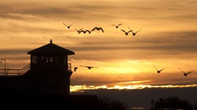 birds near Lake Ontario