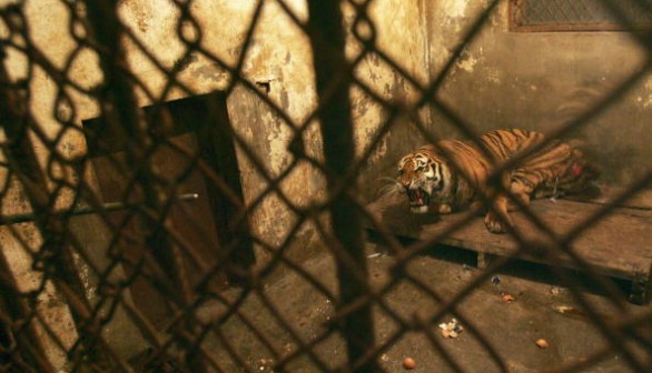 Hand Reared Siberian Tigers Trained To Live in Wild