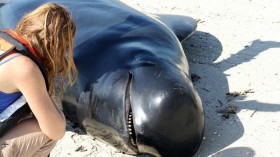 short-finned pilot whale 