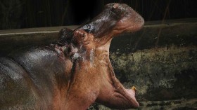 Hippopotamus