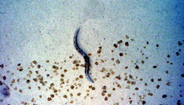 Nematode