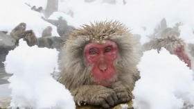 Japanese Macaques Bathe In Hot Springs