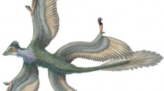 Four-Winged Dinosaur Found In China