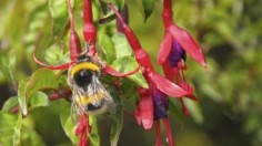 European buff-tailed bumblebee