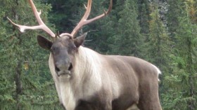 Reindeer