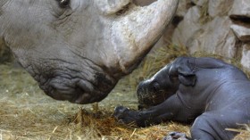 Southern White Rhinoceros Born In Captivity