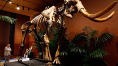 Here Is Why Scientists Do Not Believe Woolly Mammoths Can Be Revived Anytime Soon