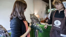 People Appreciate Exotic Birds At Bird Cafe In Tokyo