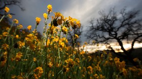 Super bloom in California desert