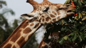 Taronga Zoo Animals Recieve Christmas Gifts