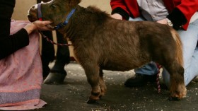 World's Smallest Horse Visits New York City