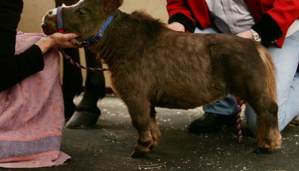 World's Smallest Horse Visits New York City