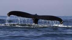 Humpback whales