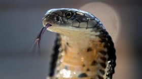 Deadly Reptiles Go On Show At Children's Zoo