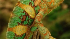 Veiled chameleon (Chameleon calyptratus)