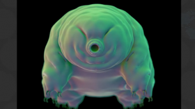 Tardigrade