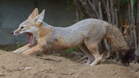 Endangered San Joaquin Kit Fox