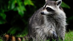 Raccoon