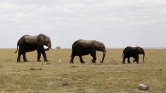 African Elephants 