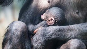 Mother Chimpanzee Holds Her Baby 