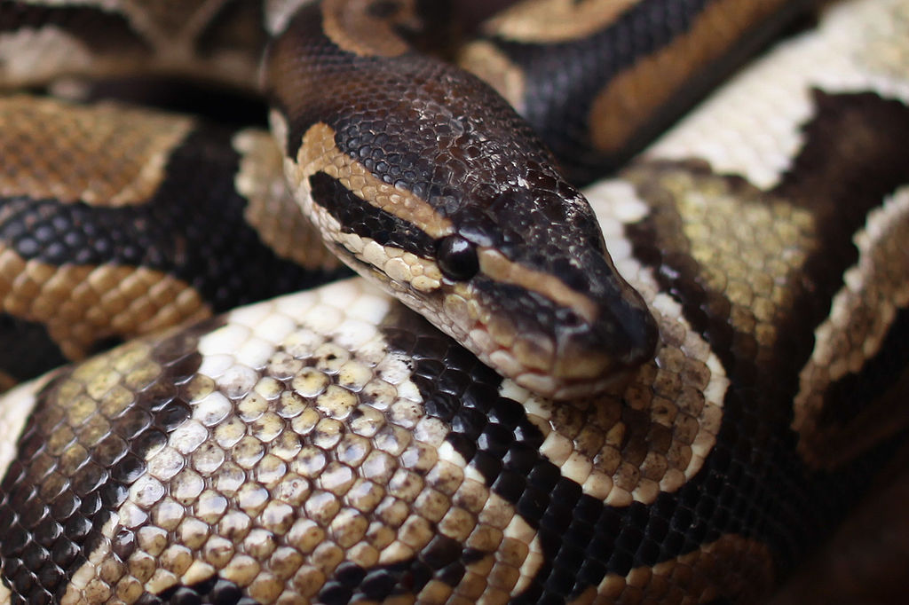 Why Did a 23Foot Long Snake Eat the Indonesian Man? Experts Say Python