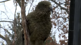 Kea Parrot