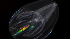 The iridescent comb rows and internal structures of Mnemiopsis leidyi.