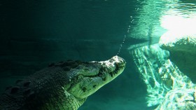 crocodile