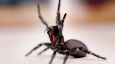 Funnel Web Spider