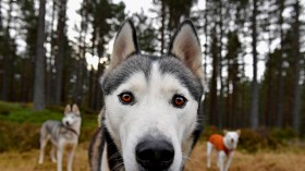 The Husky Dog Club Prepares For The Aviemore Annual Sled Rally