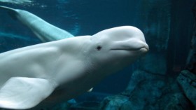 Beluga whale