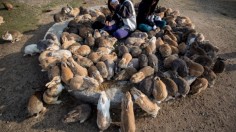 Bunnies Attract Tourists To A Japanese Islet Okunoshima