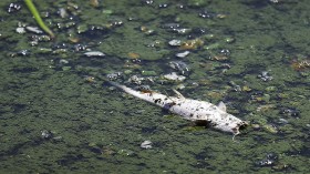 Massive algae blooms