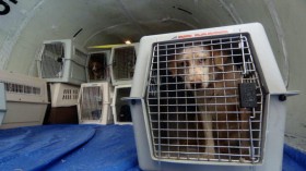 Animal Victims Of Katrina Are Evacuated From Mississippi