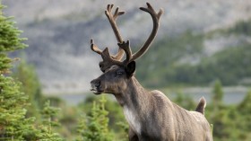 caribou 