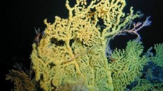 Hawaiian gold coral