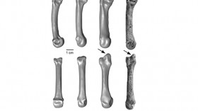 Comparisons of third metacarpals with the recently discovered bone from Kenya on the right. 